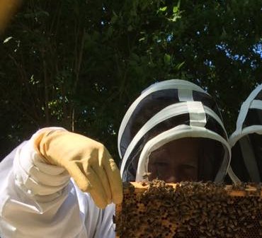 Företagsbikupor Leasa bin bikupa av oss